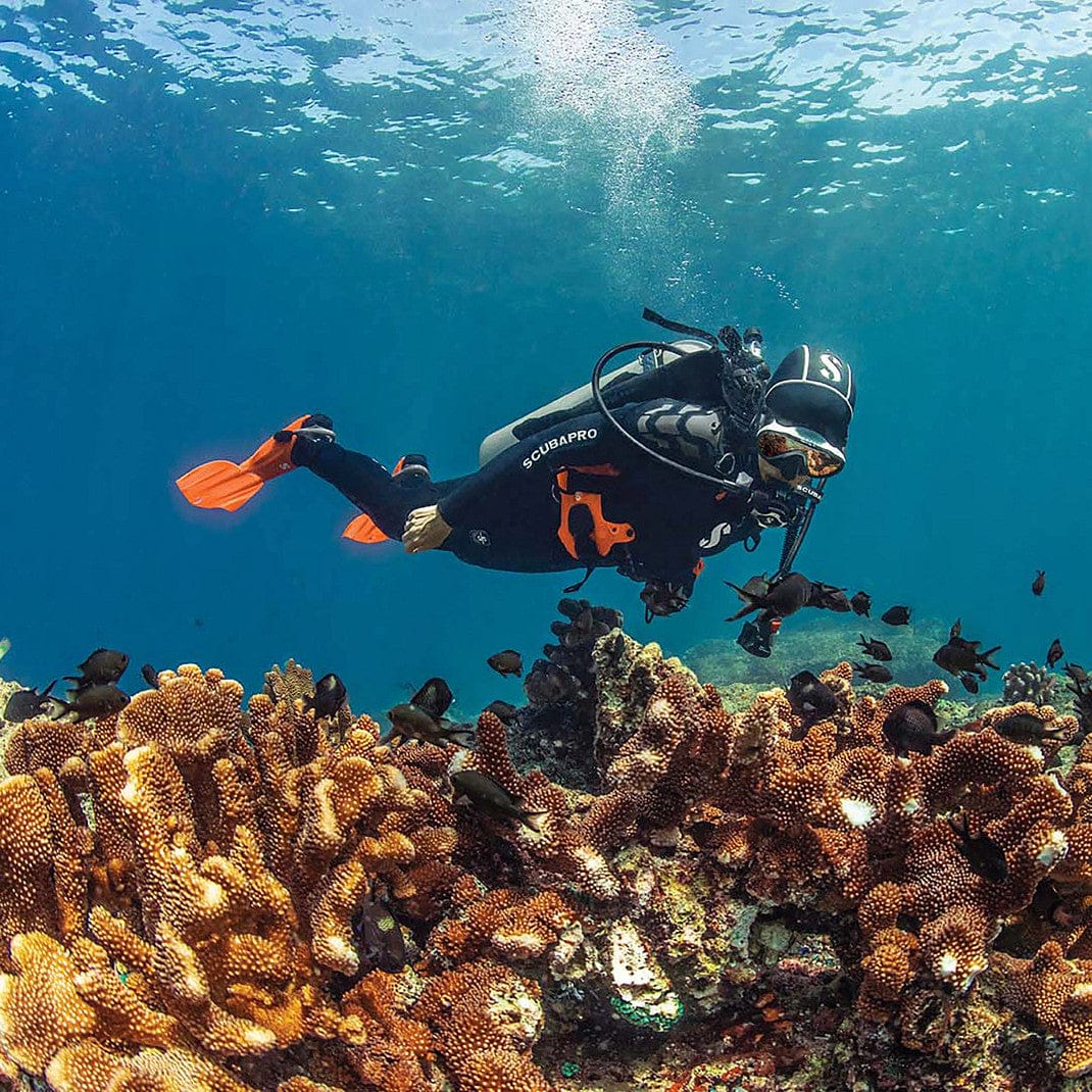 Scuba diver near coral reef, Seawing Gorilla in situ