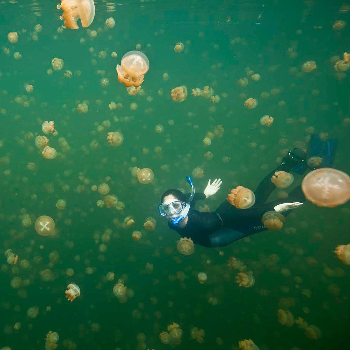 Diver swims with jellyfish in Jellyfish Lake, Palau